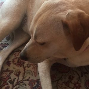 Meet your Posher, Carol